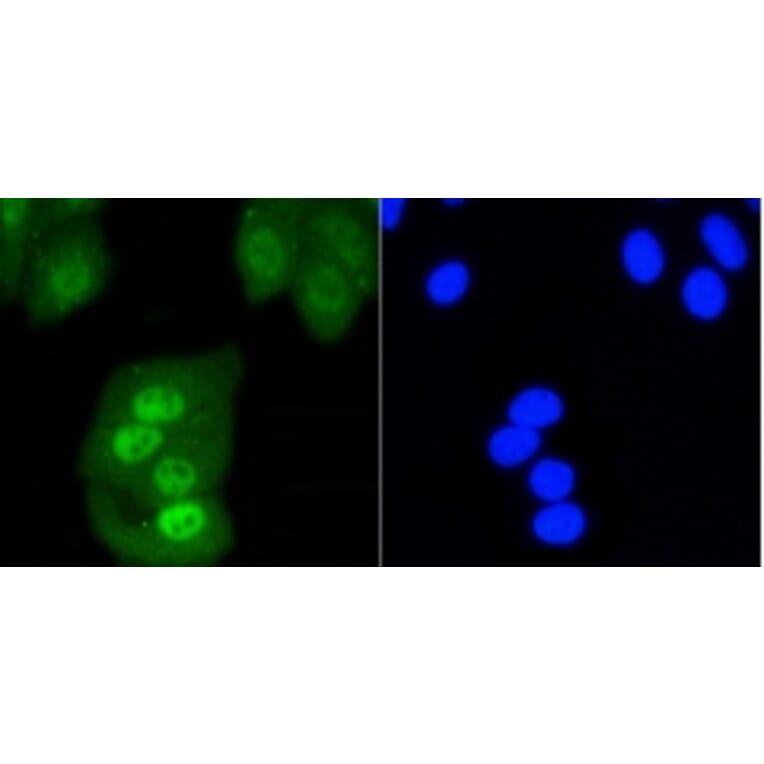 Anti-SHP1 Antibody from Bioworld Technology (BS9843M) - Antibodies.com