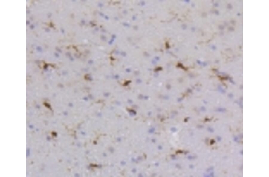 Anti-SHP1 Antibody from Bioworld Technology (BS9843M) - Antibodies.com