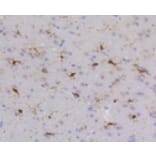 Anti-SHP1 Antibody from Bioworld Technology (BS9843M) - Antibodies.com