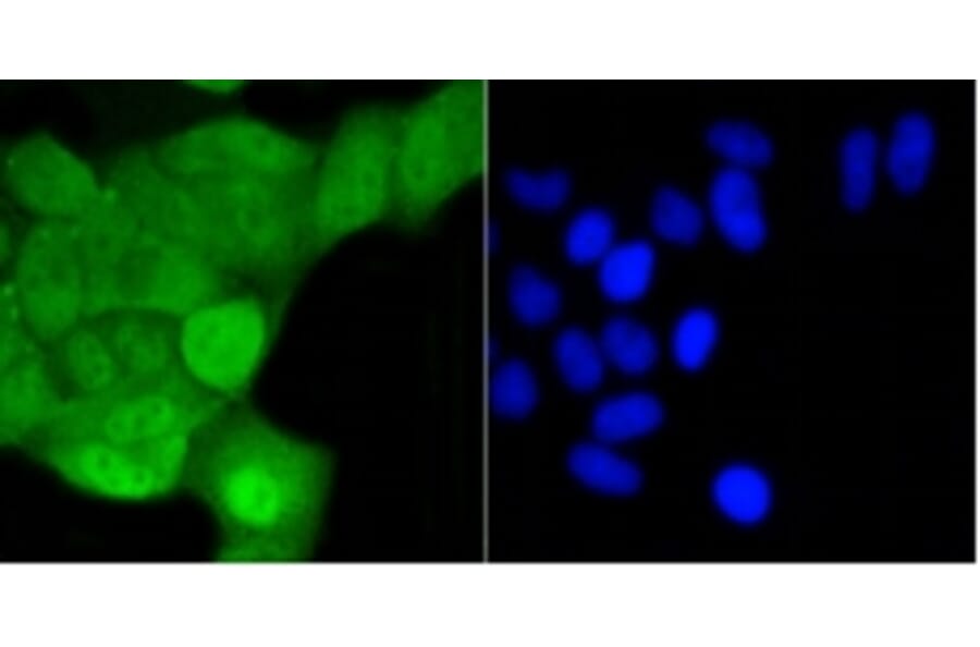 Anti-SHP1 Antibody from Bioworld Technology (BS9843M) - Antibodies.com