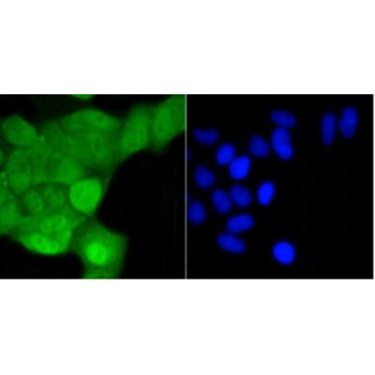 Anti-SHP1 Antibody from Bioworld Technology (BS9843M) - Antibodies.com