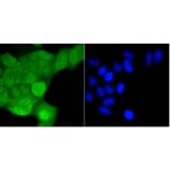 Anti-SHP1 Antibody from Bioworld Technology (BS9843M) - Antibodies.com