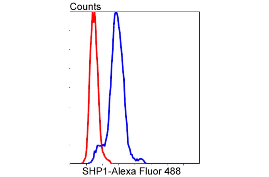 Anti-SHP1 Antibody from Bioworld Technology (BS9843M) - Antibodies.com