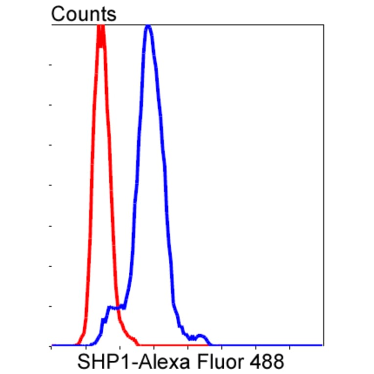 Anti-SHP1 Antibody from Bioworld Technology (BS9843M) - Antibodies.com