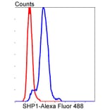 Anti-SHP1 Antibody from Bioworld Technology (BS9843M) - Antibodies.com