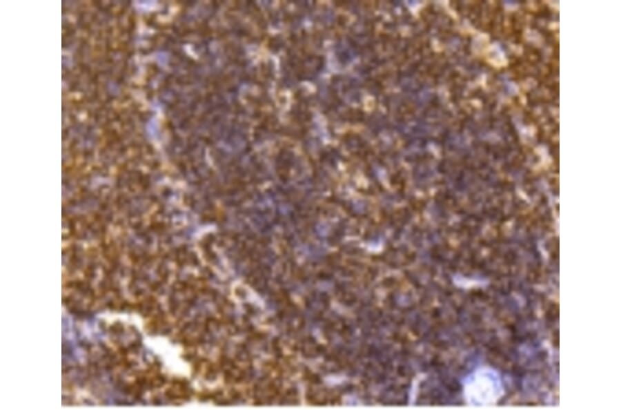 Anti-SHP1 Antibody from Bioworld Technology (BS9843M) - Antibodies.com