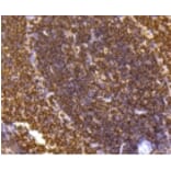 Anti-SHP1 Antibody from Bioworld Technology (BS9843M) - Antibodies.com