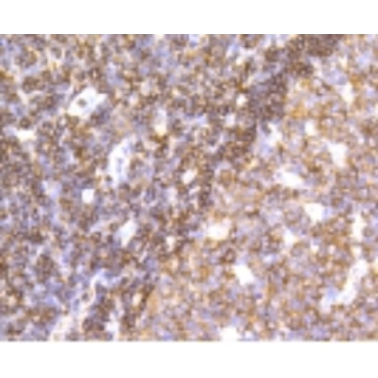 Anti-SHP1 Antibody from Bioworld Technology (BS9843M) - Antibodies.com