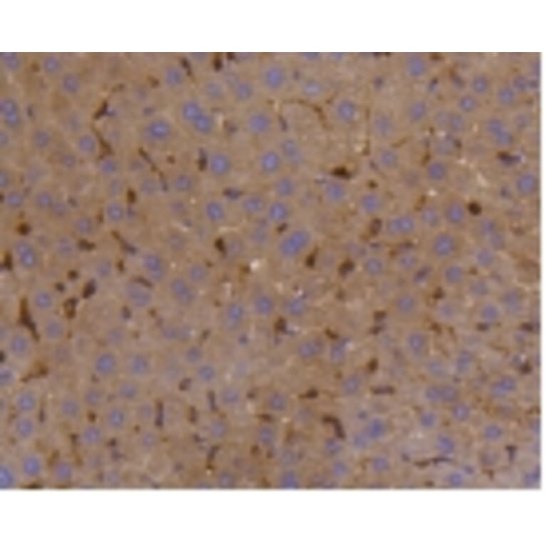 Anti-SHP1 Antibody from Bioworld Technology (BS9843M) - Antibodies.com