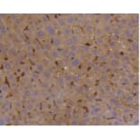 Anti-SHP1 Antibody from Bioworld Technology (BS9843M) - Antibodies.com