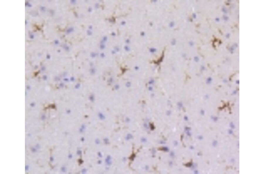 Anti-SHP1 Antibody from Bioworld Technology (BS9843M) - Antibodies.com