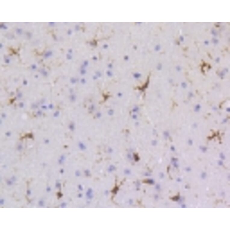 Anti-SHP1 Antibody from Bioworld Technology (BS9843M) - Antibodies.com