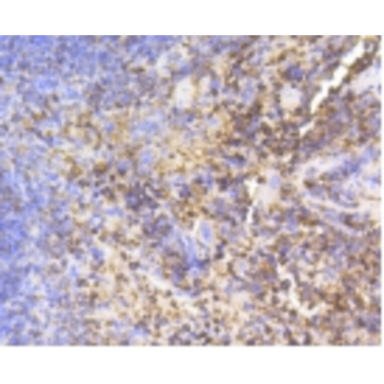 Anti-SHP1 Antibody from Bioworld Technology (BS9843M) - Antibodies.com