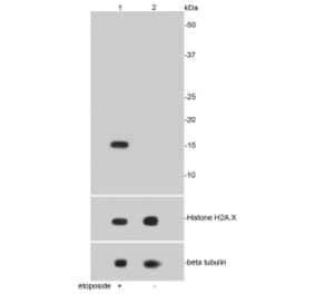 Anti-Histone H2A.X Antibody from Bioworld Technology (BS9844M) - Antibodies.com