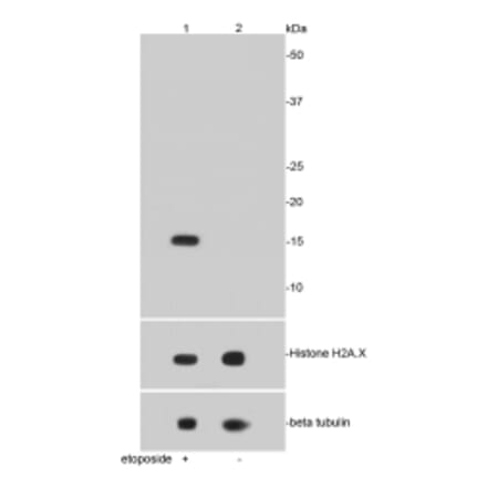 Anti-Histone H2A.X Antibody from Bioworld Technology (BS9844M) - Antibodies.com