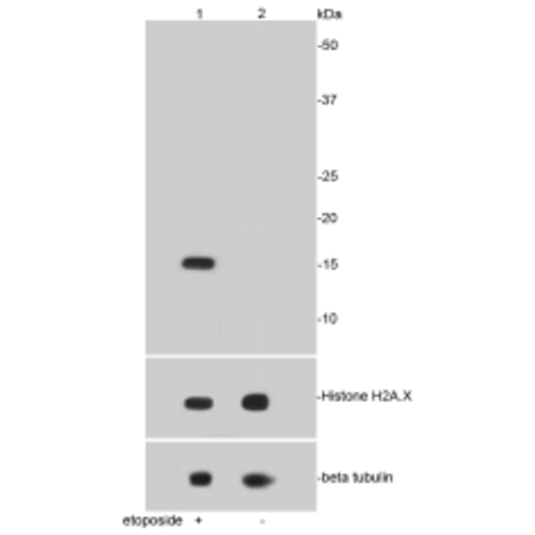 Anti-Histone H2A.X Antibody from Bioworld Technology (BS9844M) - Antibodies.com