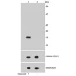 Anti-Histone H2A.X Antibody from Bioworld Technology (BS9844M) - Antibodies.com