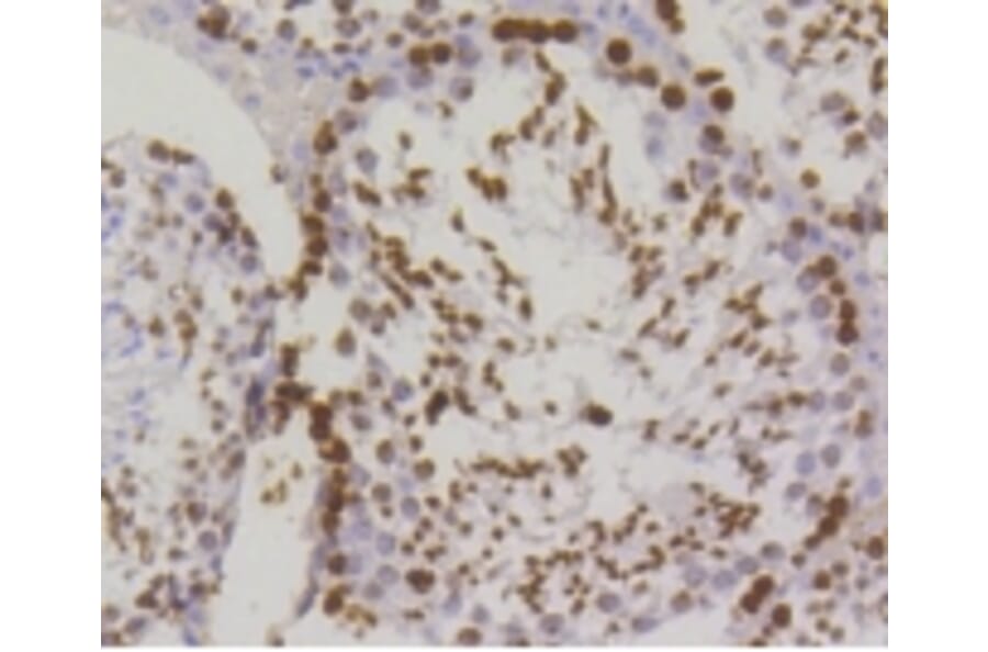 Anti-Histone H2A.X Antibody from Bioworld Technology (BS9844M) - Antibodies.com