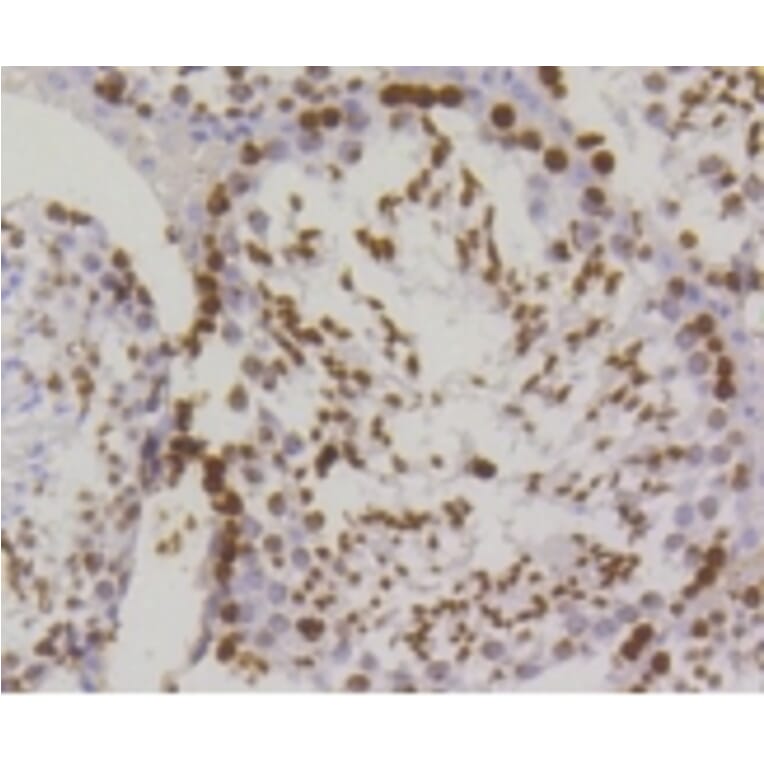 Anti-Histone H2A.X Antibody from Bioworld Technology (BS9844M) - Antibodies.com