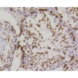 Anti-Histone H2A.X Antibody from Bioworld Technology (BS9844M) - Antibodies.com