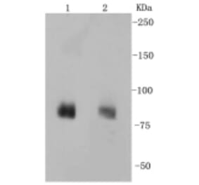 Anti-PSD-95 Antibody from Bioworld Technology (BS9845M) - Antibodies.com