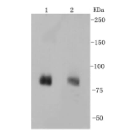 Anti-PSD-95 Antibody from Bioworld Technology (BS9845M) - Antibodies.com