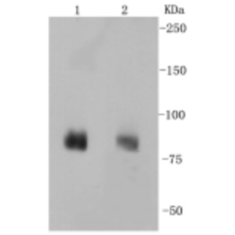 Anti-PSD-95 Antibody from Bioworld Technology (BS9845M) - Antibodies.com