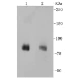 Anti-PSD-95 Antibody from Bioworld Technology (BS9845M) - Antibodies.com