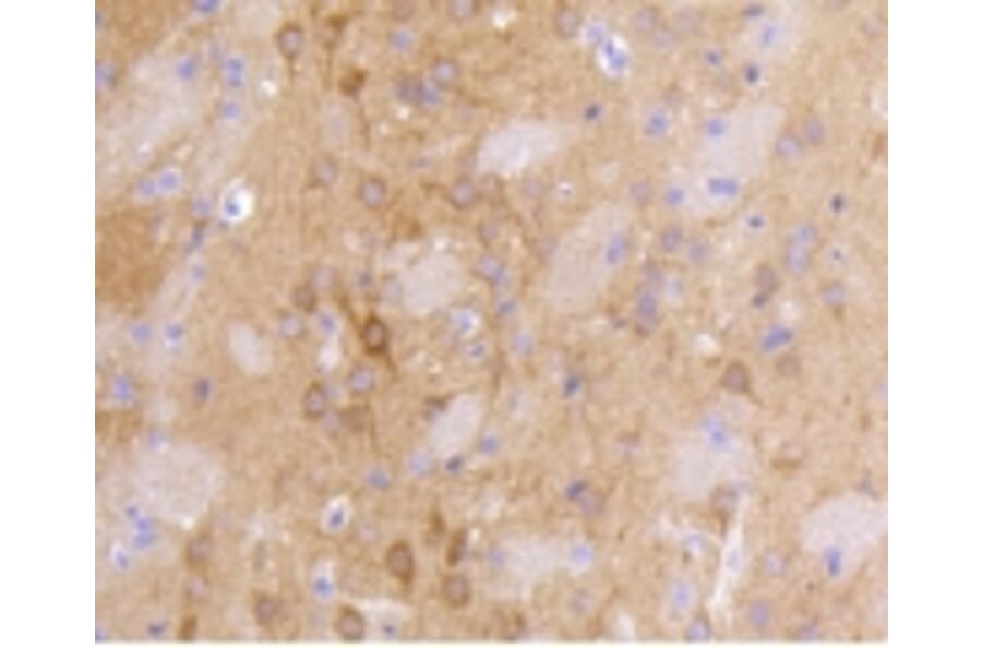 Anti-PSD-95 Antibody from Bioworld Technology (BS9845M) - Antibodies.com