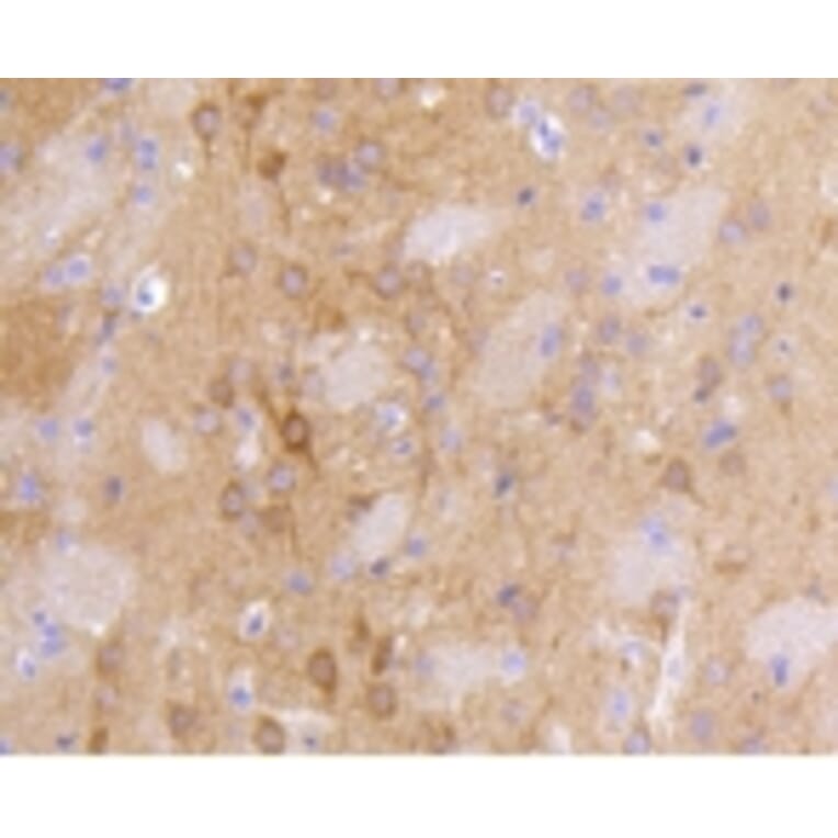 Anti-PSD-95 Antibody from Bioworld Technology (BS9845M) - Antibodies.com