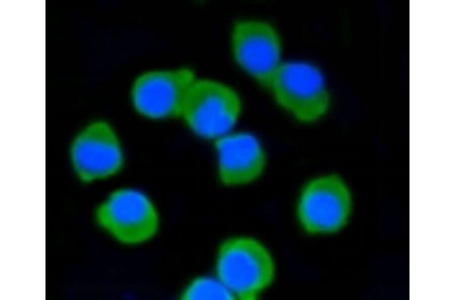 Anti-PSD-95 Antibody from Bioworld Technology (BS9845M) - Antibodies.com