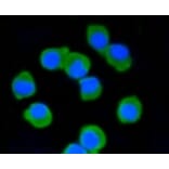 Anti-PSD-95 Antibody from Bioworld Technology (BS9845M) - Antibodies.com
