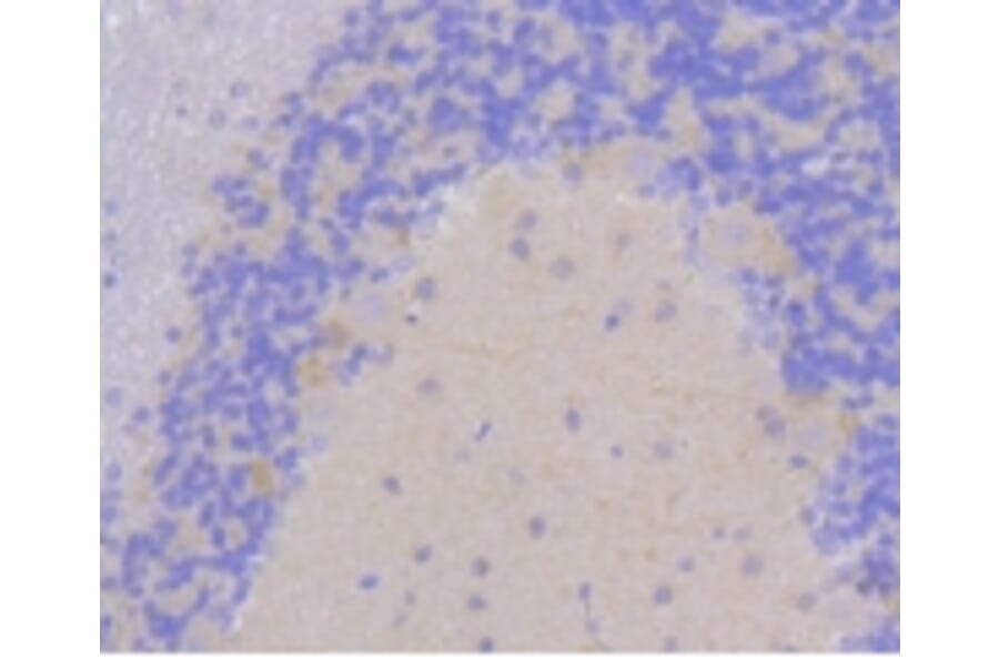 Anti-PSD-95 Antibody from Bioworld Technology (BS9845M) - Antibodies.com