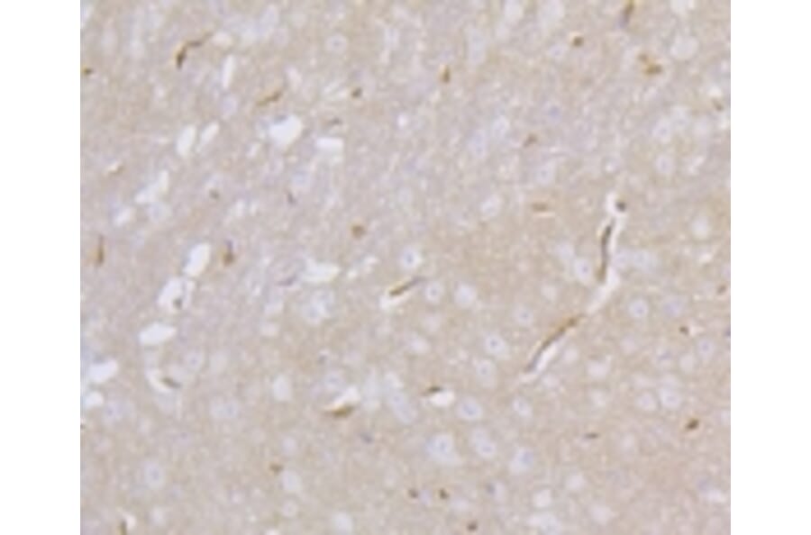 Anti-PSD-95 Antibody from Bioworld Technology (BS9845M) - Antibodies.com