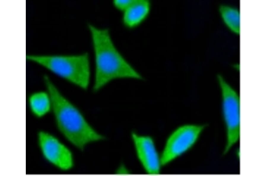 Anti-PSD-95 Antibody from Bioworld Technology (BS9845M) - Antibodies.com
