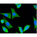 Anti-PSD-95 Antibody from Bioworld Technology (BS9845M) - Antibodies.com