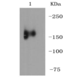 Anti-MerTK Antibody from Bioworld Technology (BS9846M) - Antibodies.com