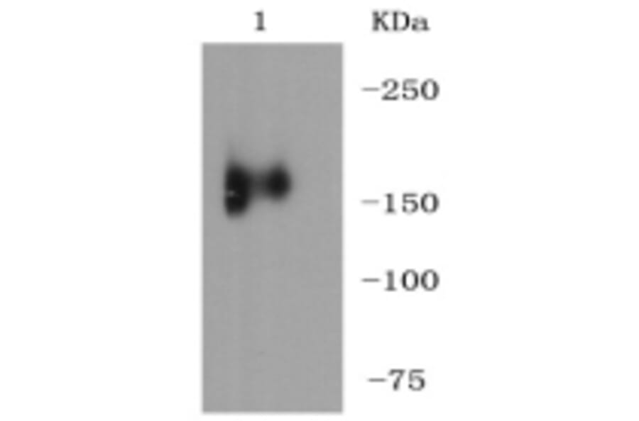 Anti-MerTK Antibody from Bioworld Technology (BS9846M) - Antibodies.com