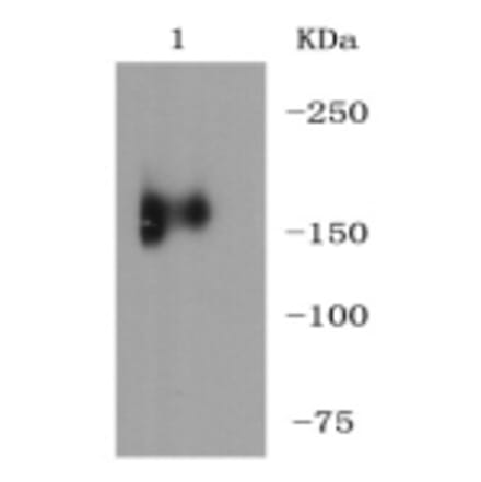 Anti-MerTK Antibody from Bioworld Technology (BS9846M) - Antibodies.com