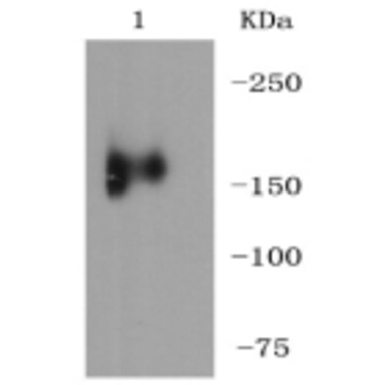 Anti-MerTK Antibody from Bioworld Technology (BS9846M) - Antibodies.com