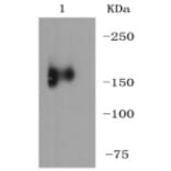 Anti-MerTK Antibody from Bioworld Technology (BS9846M) - Antibodies.com