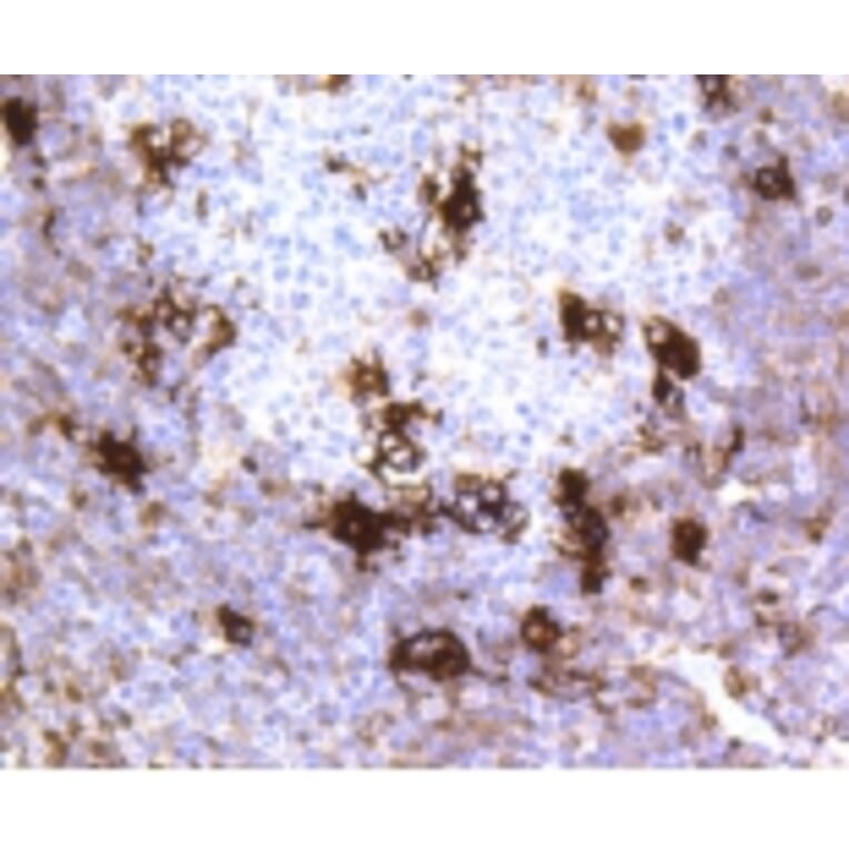 Anti-MerTK Antibody from Bioworld Technology (BS9846M) - Antibodies.com