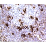 Anti-MerTK Antibody from Bioworld Technology (BS9846M) - Antibodies.com