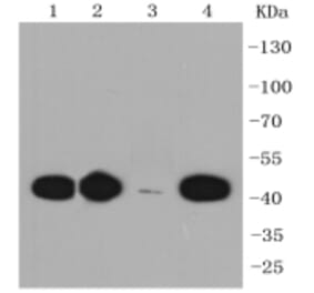 Anti-CCR7 Antibody from Bioworld Technology (BS9847M) - Antibodies.com