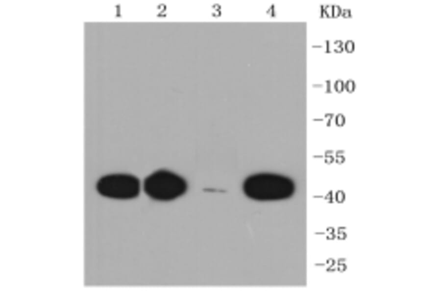 Anti-CCR7 Antibody from Bioworld Technology (BS9847M) - Antibodies.com