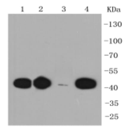 Anti-CCR7 Antibody from Bioworld Technology (BS9847M) - Antibodies.com