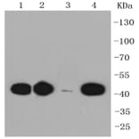 Anti-CCR7 Antibody from Bioworld Technology (BS9847M) - Antibodies.com