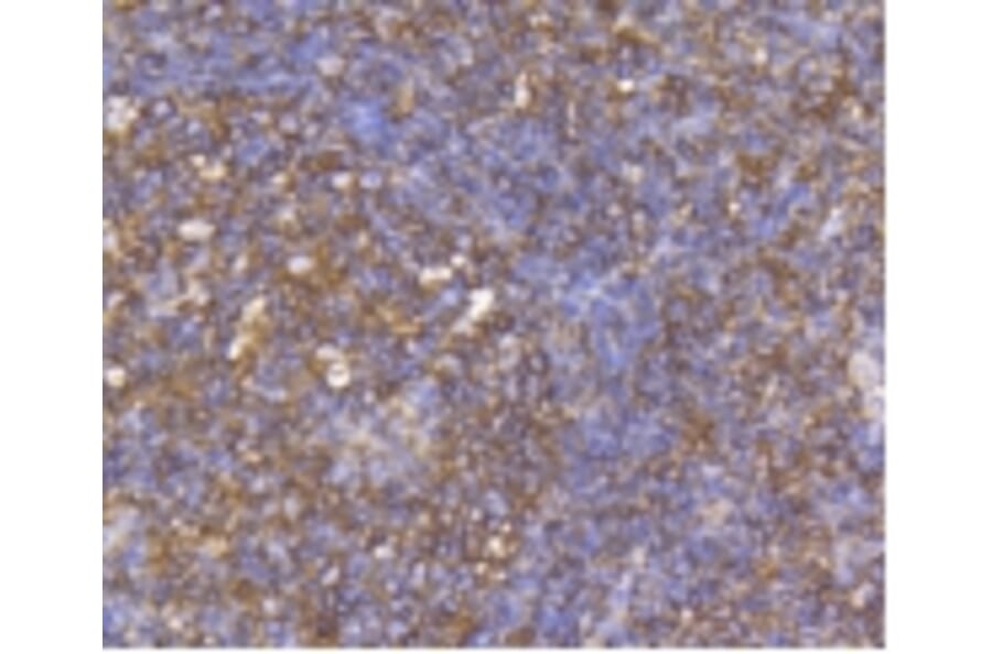 Anti-CCR7 Antibody from Bioworld Technology (BS9847M) - Antibodies.com