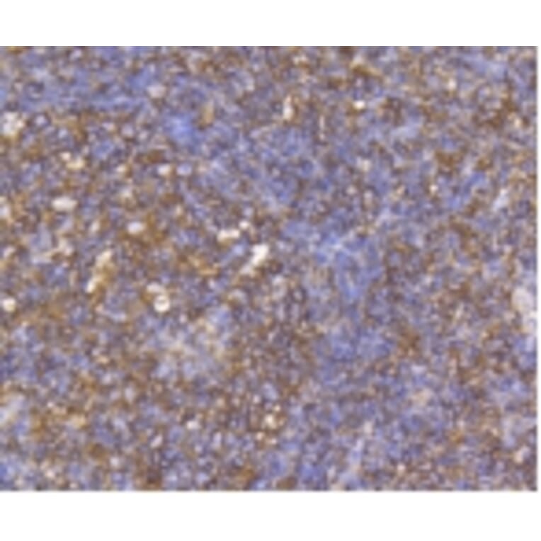 Anti-CCR7 Antibody from Bioworld Technology (BS9847M) - Antibodies.com