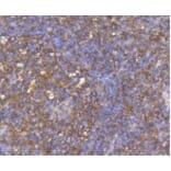 Anti-CCR7 Antibody from Bioworld Technology (BS9847M) - Antibodies.com
